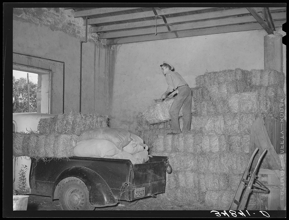 Loading truck with hay at feed store. Brownwood, Texas by Russell Lee
