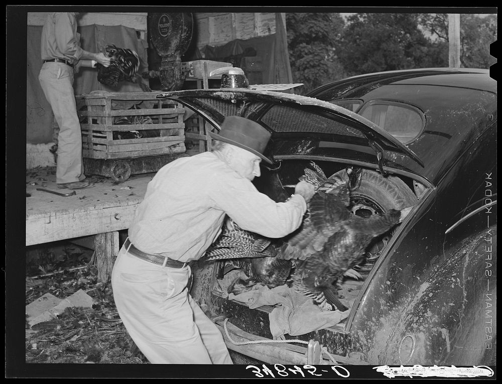 Farmer unloading turkeys from luggage compartment of his car at cooperative poultry house. Brownwood, Texas by Russell Lee