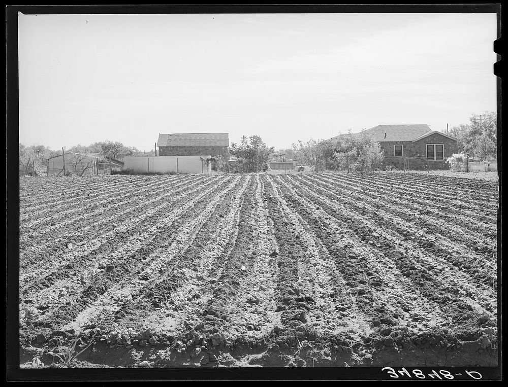 Young spinach in rows. Truck farm, Tom Green County, near San Angelo, Texas by Russell Lee
