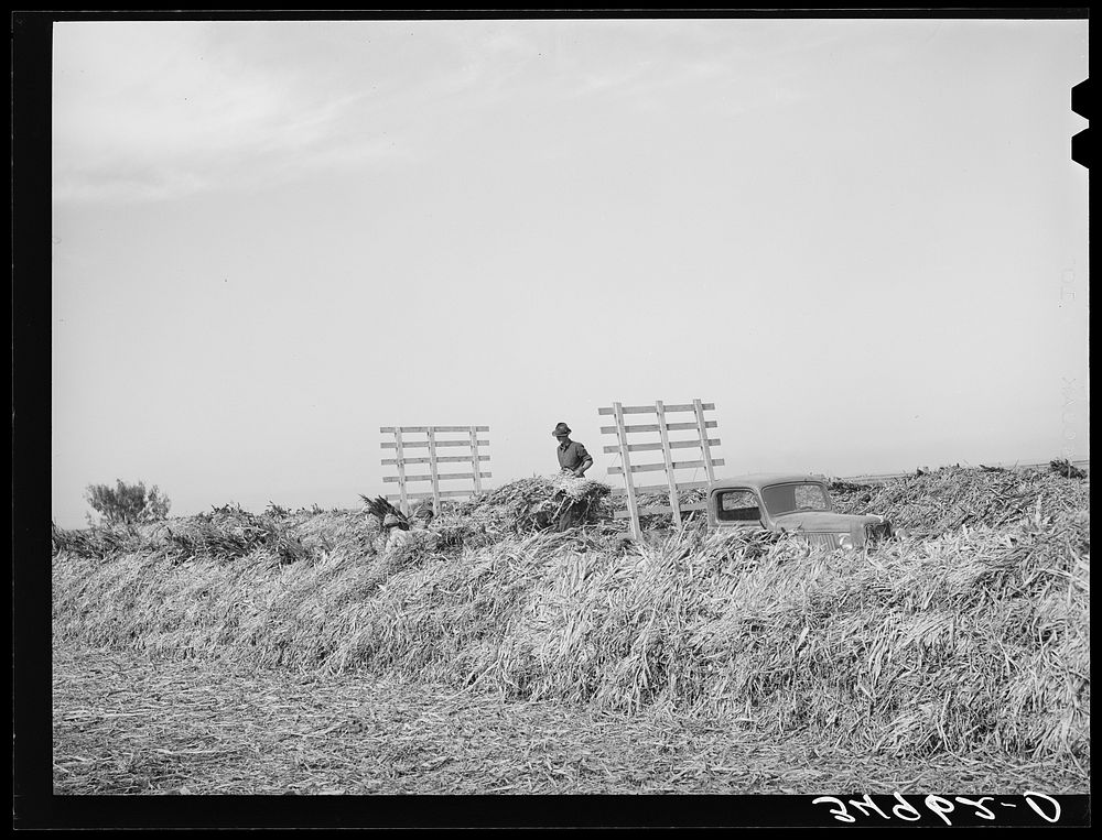 Unloading Kaffir corn at large dairy. Tom Green County, Texas by Russell Lee