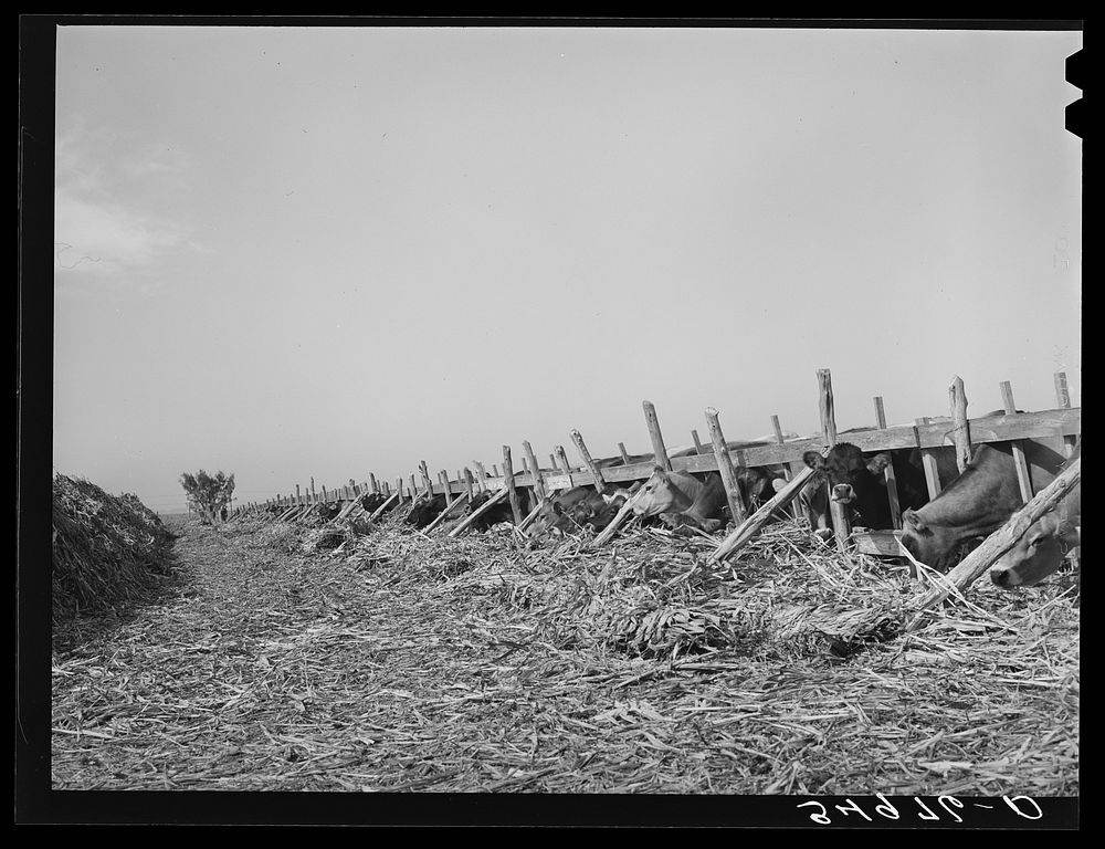 [Untitled photo, possibly related to: Cows feeding at dairy in Tom Green County, Texas] by Russell Lee