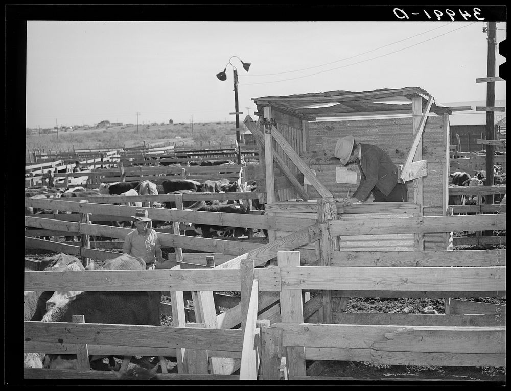 Checker in pens during auction at stockyards. San Angelo, Texas by Russell Lee