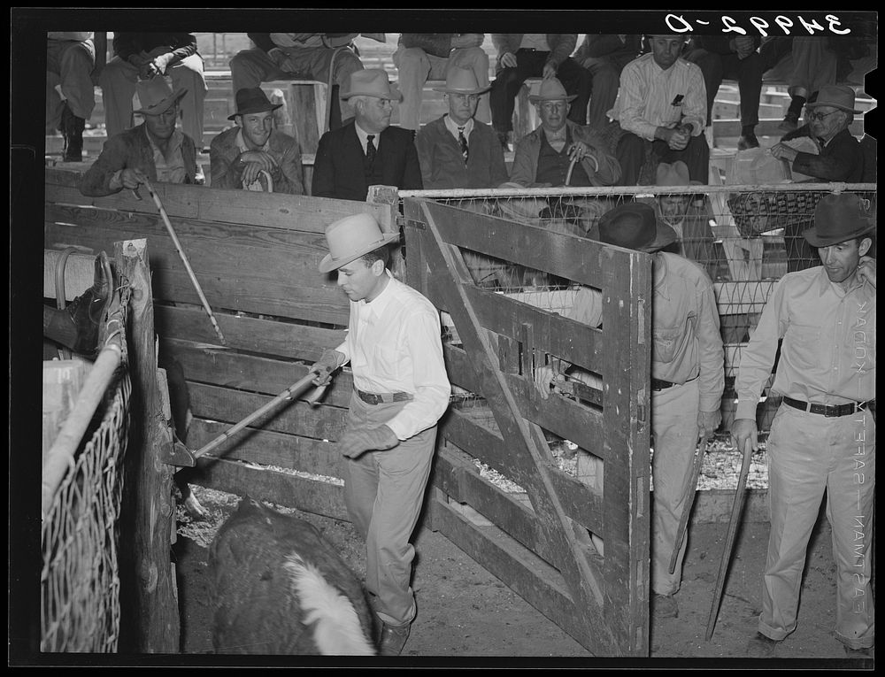 Gate opening into livestock auction ring: one animal has just come into ring, others are being barred with cane. Auction…
