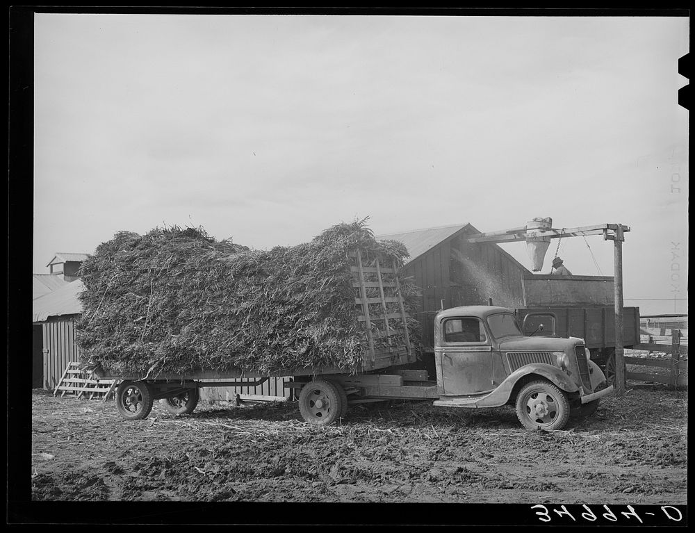 At large dairy in Tom Green County, feed is delivered to a barn, immediately chopped up and blown into a truck for…
