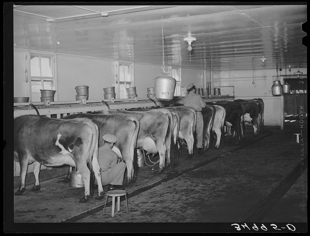Vacuum milking of cows at dairy in Tom Green County, Texas by Russell Lee