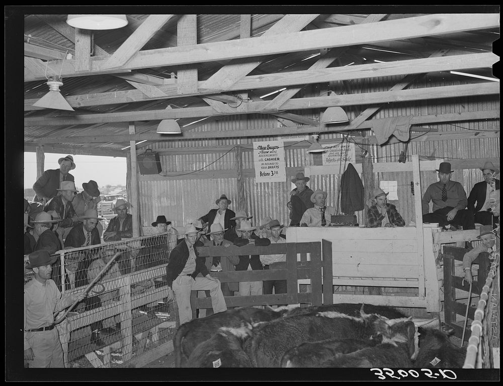 Livestock auction, San Angelo, Texas. Notice that picture includes spectators, auctioneer and livestock by Russell Lee