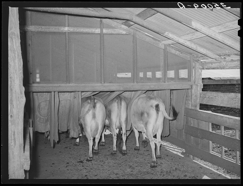 Cows going into burlap bags. Dairy, Tom Green County, Texas by Russell Lee
