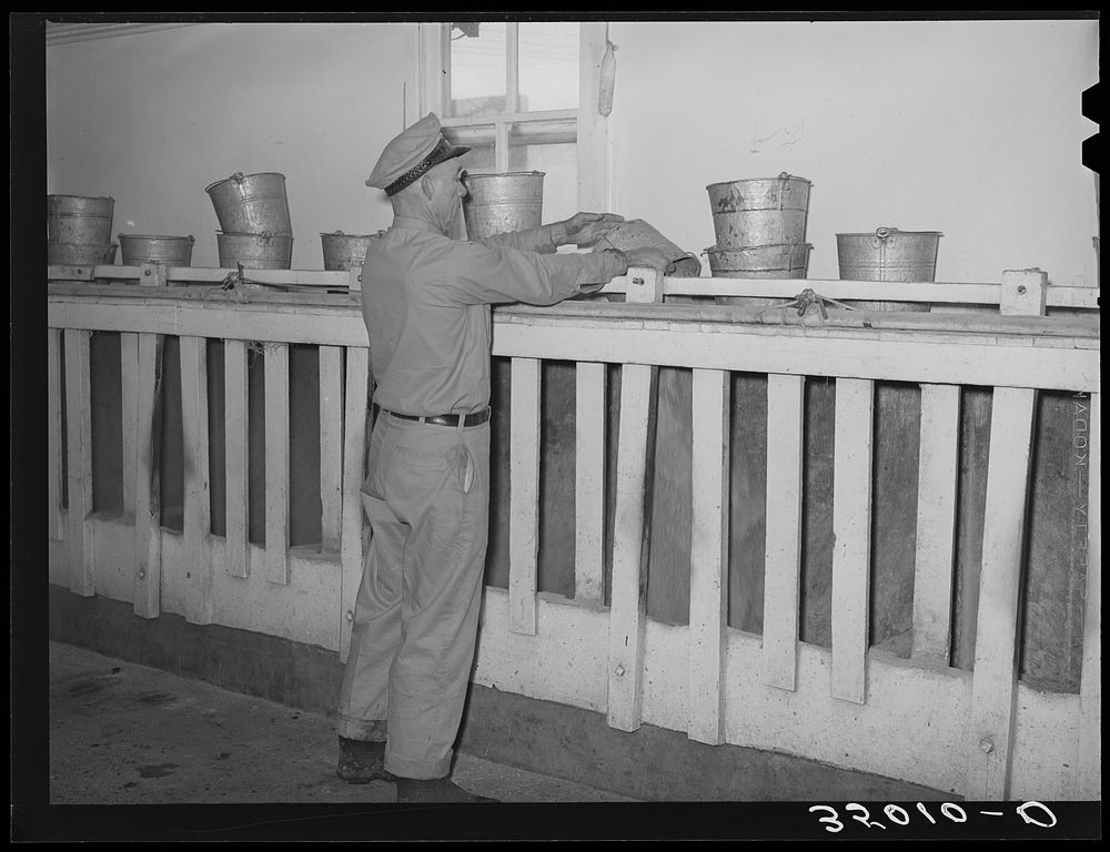 Attendant dumping bucketfull of cattle ration into feed stalls for cows to eat while being milked. Dairy, Tom Green County…