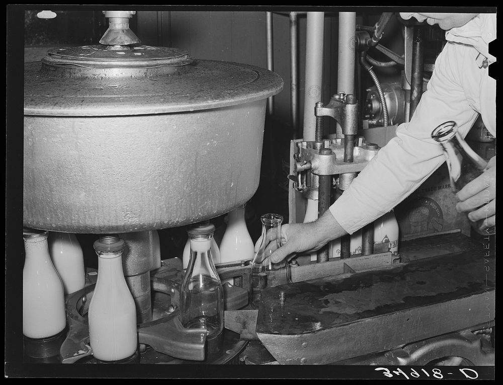 Placing milk bottle into rotary filling machine. San Angelo, Texas by Russell Lee