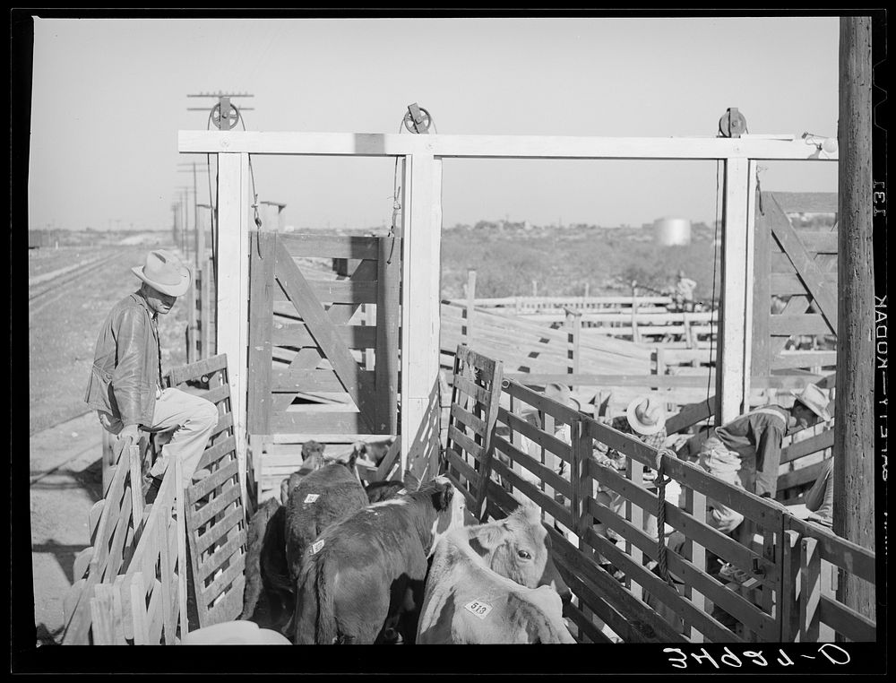 Cattle being unloaded from truck at auction. San Angelo, Texas by Russell Lee