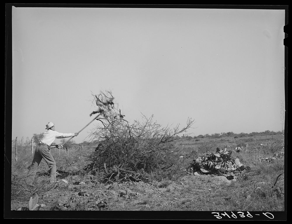 Clearing land. Throwing mesquite onto pile for burning. Tom Green County, Texas by Russell Lee