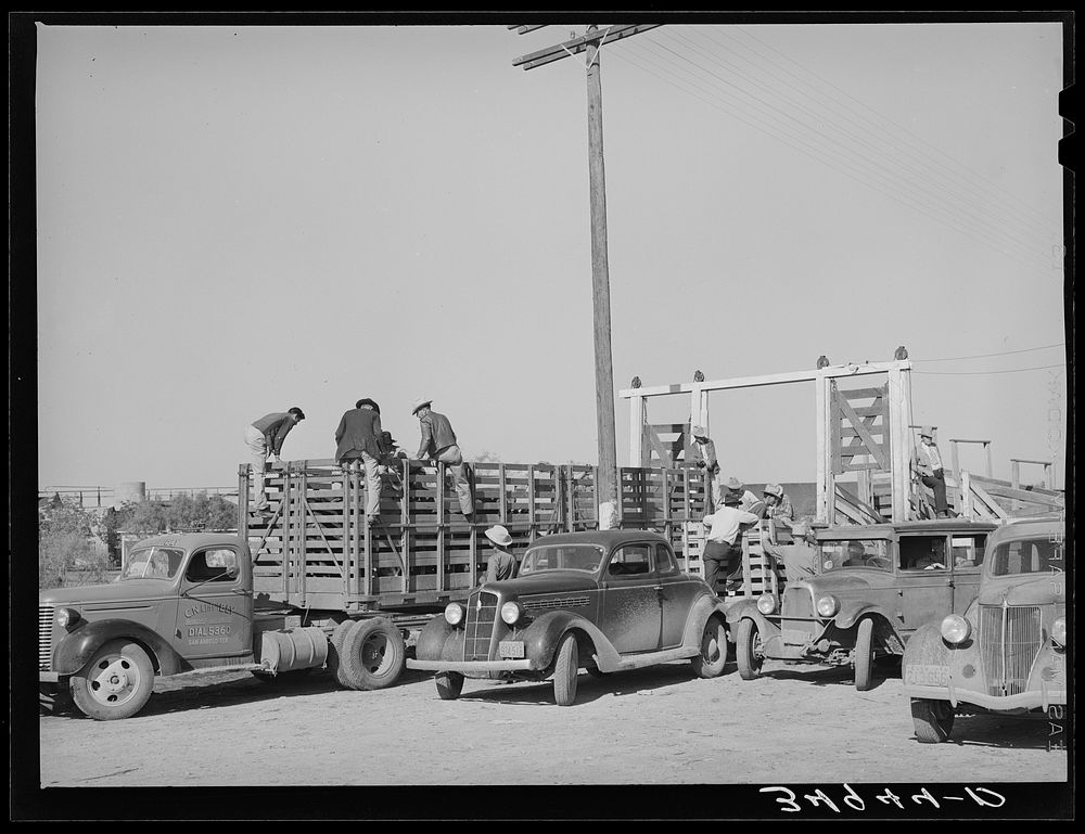 Activity at stockyards. Unloading cattle. San Angelo, Texas by Russell Lee