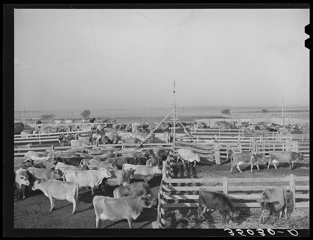 Herd of cattle in pens at large dairy in Tom Green County, Texas by Russell Lee