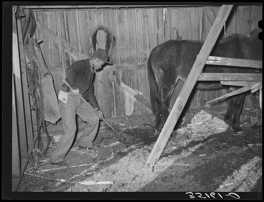 Son of Pomp Hall,  tenant farmer, cleaning out manure in barn. Creek County, Oklahoma. See general caption number 23 by…
