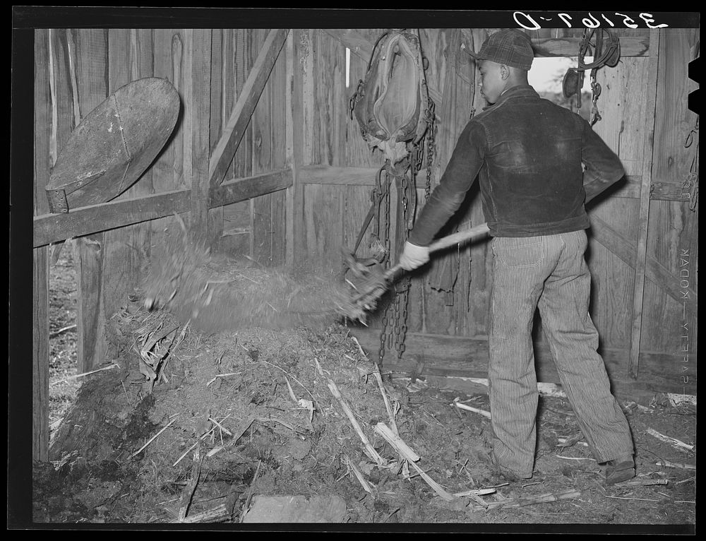 [Untitled photo, possibly related to: Son of Pomp Hall,  tenant farmer, cleaning out manure in barn. Creek County, Oklahoma.…