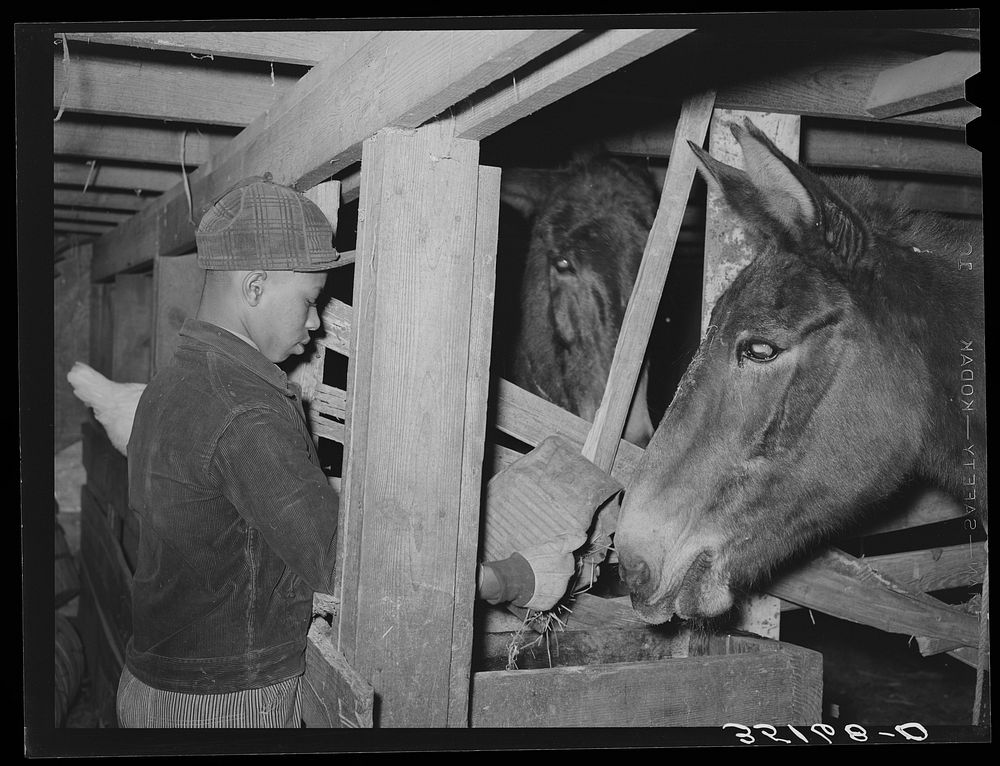 Son of Pomp Hall, tenant farmer, feeding his father's mule. Creek County, Oklahoma. See general caption number 23 by Russell…