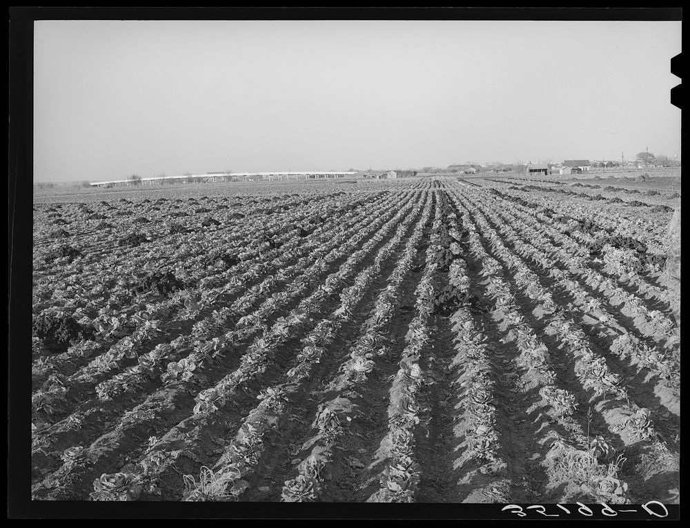 Cabbage field in the winter. Bexar County, Texas by Russell Lee