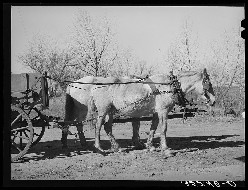 Mules. Creek County, Oklahoma by Russell Lee