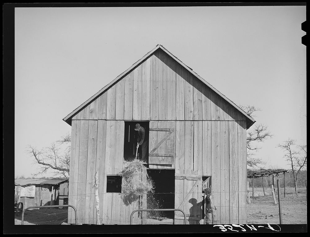 [Untitled photo, possibly related to: Son of Pomp Hall,  tenant farmer, carrying hay into barn to feed mule while his…