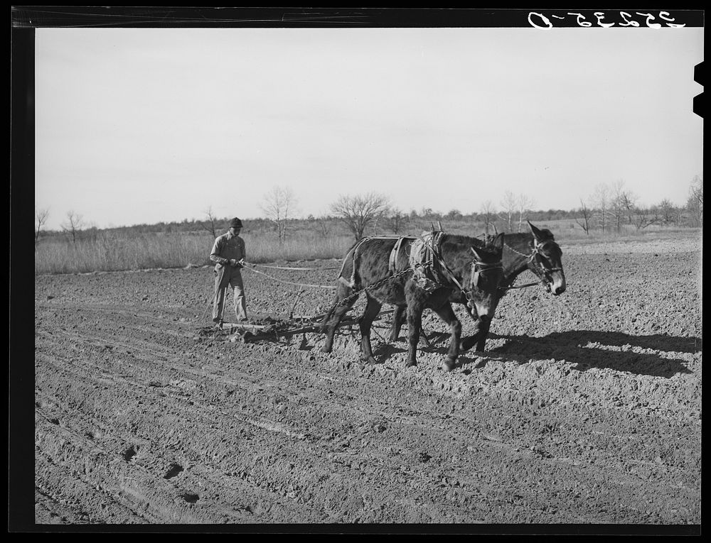 Son of Pomp Hall, tenant farmer, plowing. See general caption number 23. Creek County, Oklahoma by Russell Lee