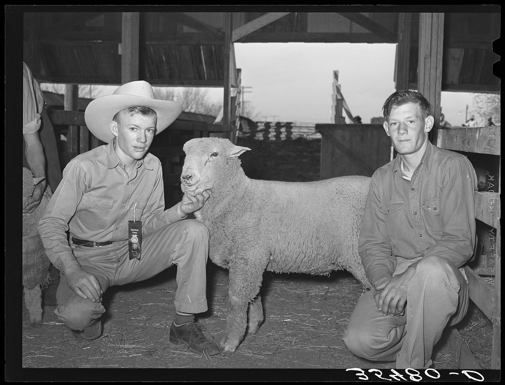 4-H Club boys from Tom Green County showing sheep at the San Angelo Fat Stock Show. San Angelo, Texas by Russell Lee