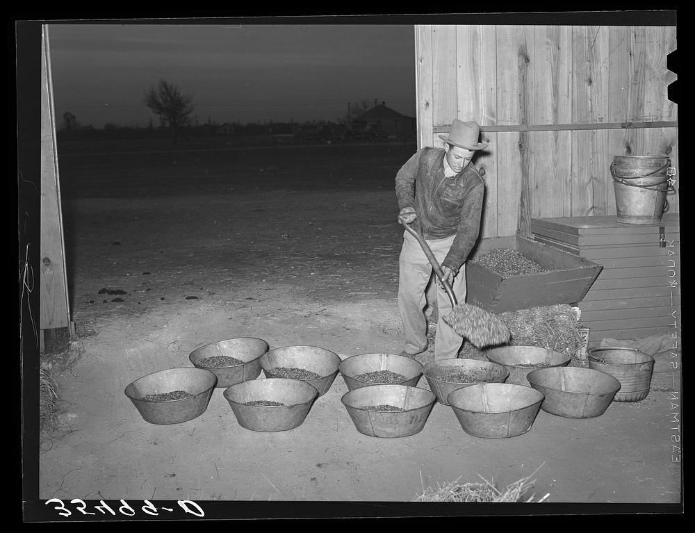 Cowboy shoveling feed into pans for the stock which he is tending while at the San Angelo Fat Stock Show. San Angelo, Texas…