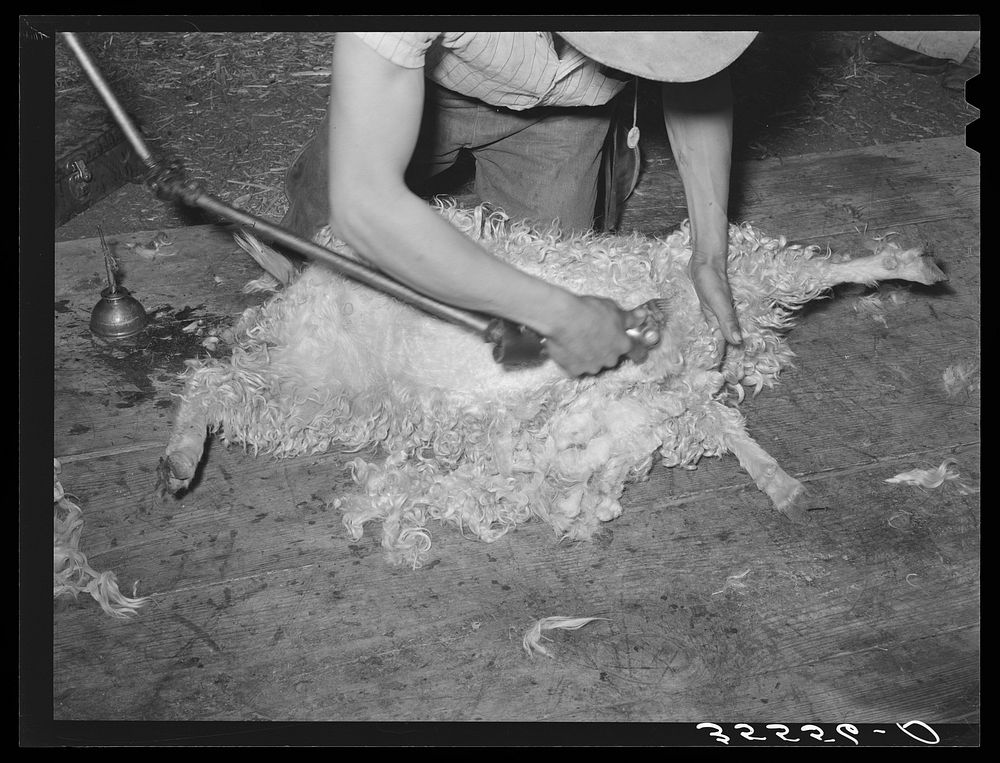 Shearing a goat on ranch. Kimble County, Texas by Russell Lee
