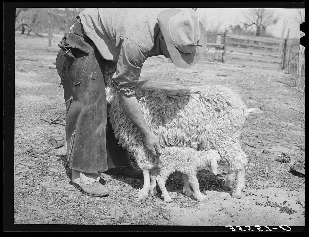 Ranchman tickling rear of newly-born kid to get him to nurse. Kimble County, Texas by Russell Lee