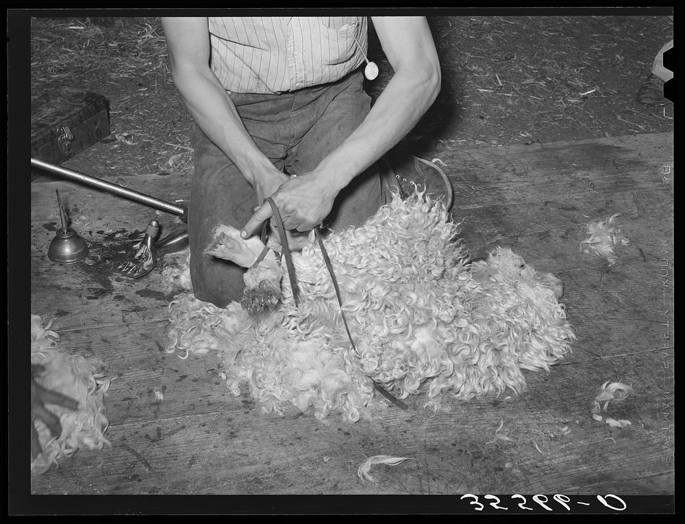 Tying feet of goat with leather strap before shearing. Kimble County, Texas by Russell Lee