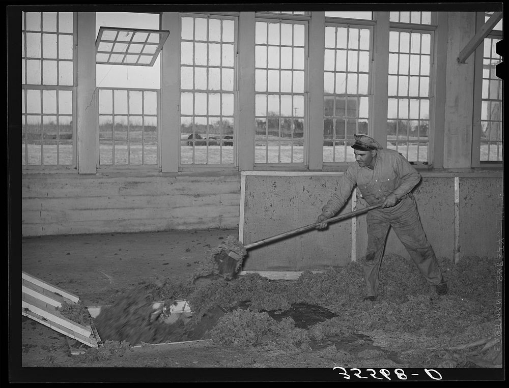 Workman at wool scouring plant pushing wool into hopper which feeds scouring machine on floor below. San Marcos, Texas by…