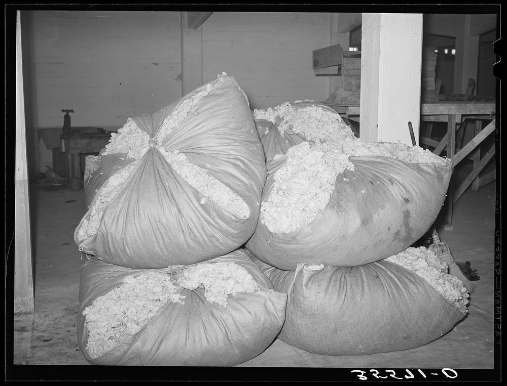Freshly scoured and dried wool at wool scouring plant. San Marcos, Texas by Russell Lee