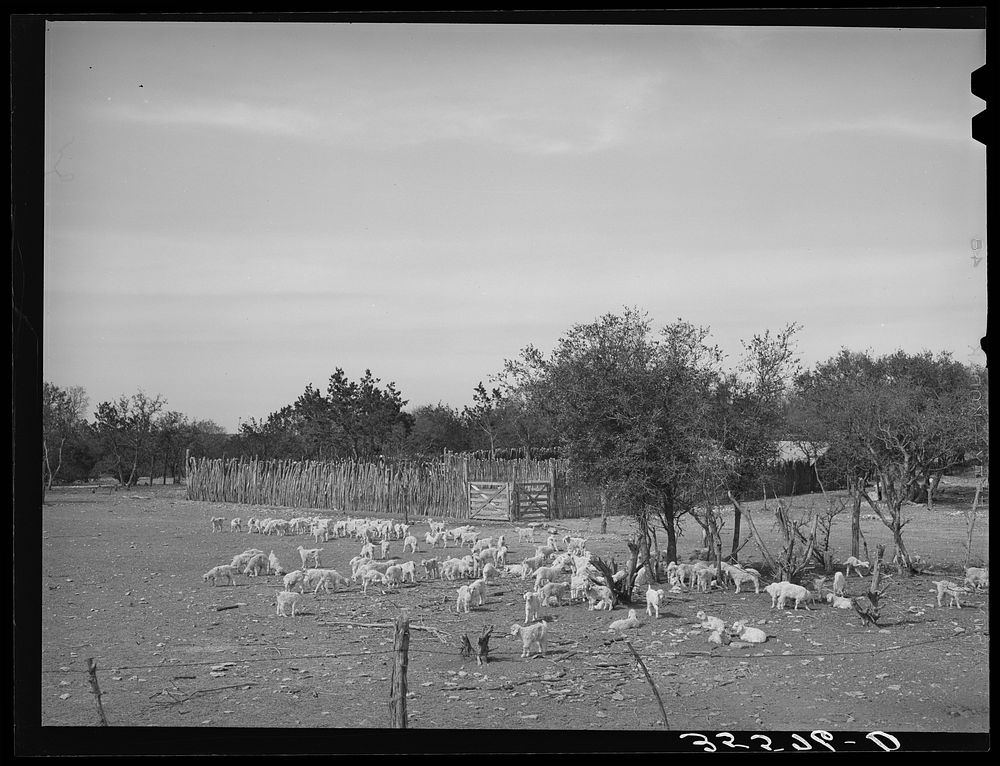 Kids in fenced enclosure in front of stockade. Ranch in Sutton County, Texas by Russell Lee