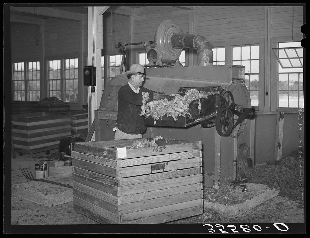 Workman feeding raw wool into machine which removes loose dust and dirt and burs. Wool scouring plant, San Marcos, Texas by…