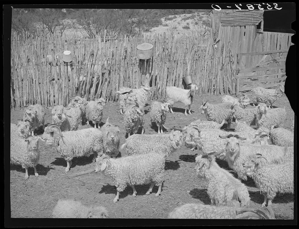 Goats in pen before shearing. Ranch in Kimble County, Texas by Russell Lee