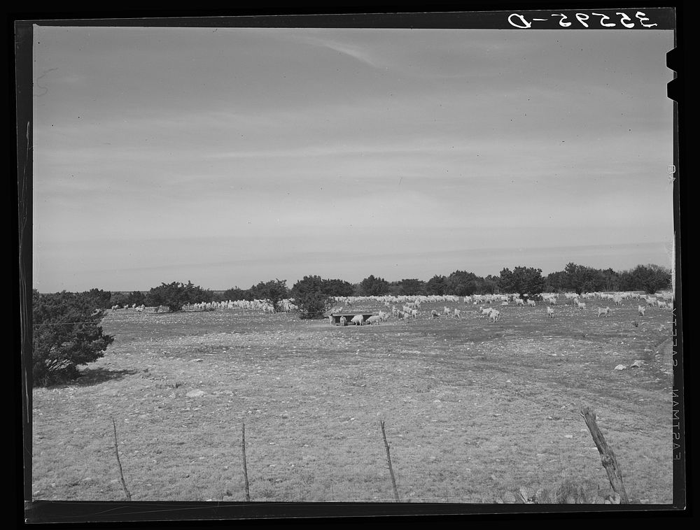 Goats grazing on ranch of rehabilitation borrower from Kimble County, Texas. With the funds borrowed from FSA (Farm Security…