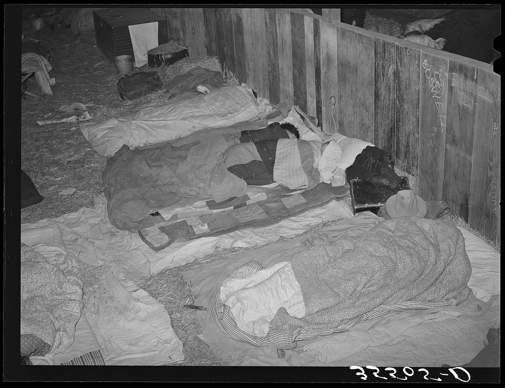 Cowboys asleep in cattle show barns in the San Angelo Fat Stock Show. San Angelo, Texas by Russell Lee