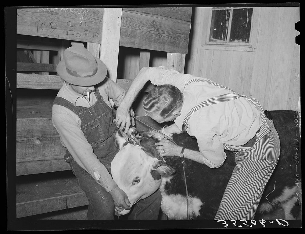 Cowboys clipping a Hereford steer which will be shown in the San Angelo Fat Stock Show. San Angelo, Texas by Russell Lee