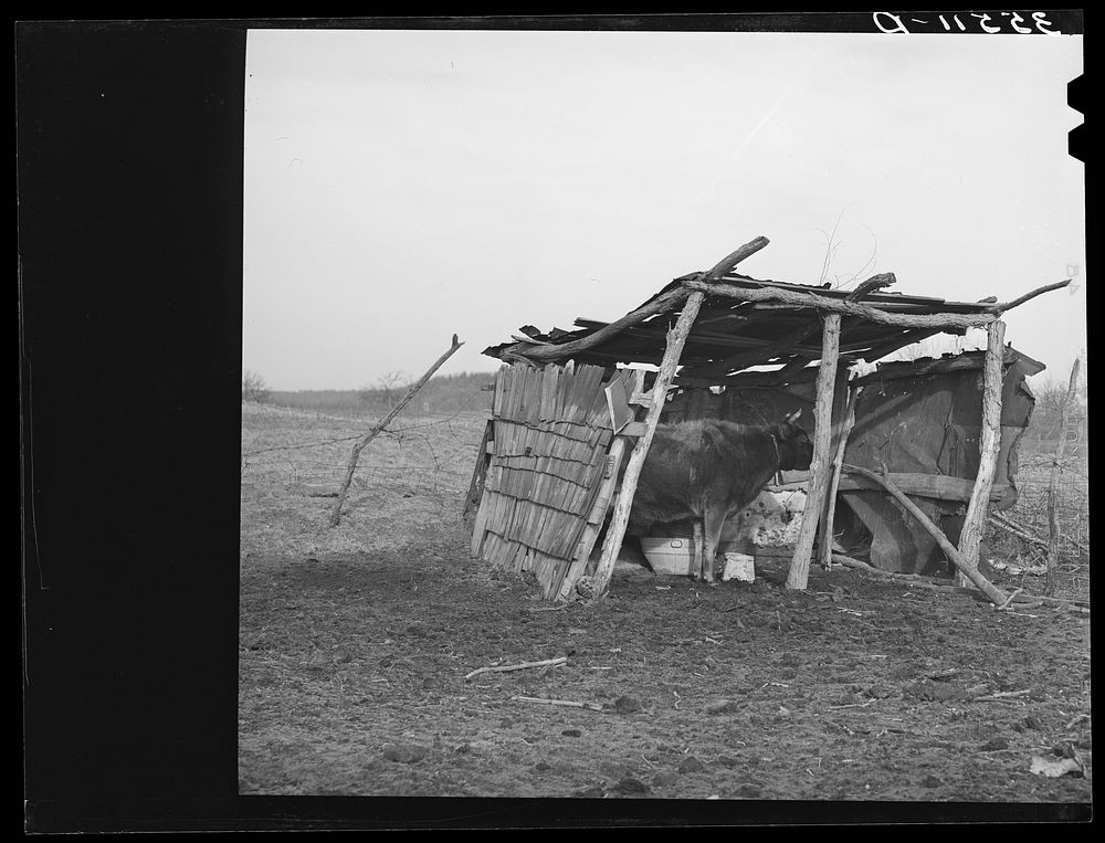 Cowshed on farm of  farmer in McIntosh County, Oklahoma by Russell Lee