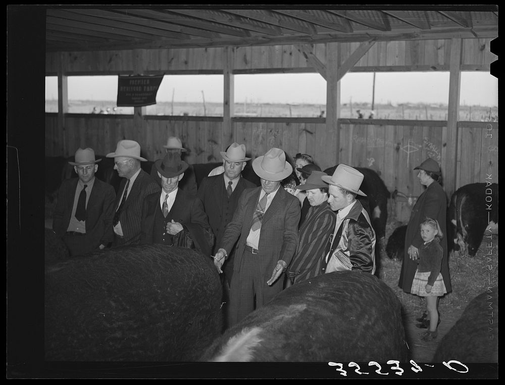 Visitors admiring prize beef steers at the San Angelo Fat Stock Show. San Angelo, Texas by Russell Lee