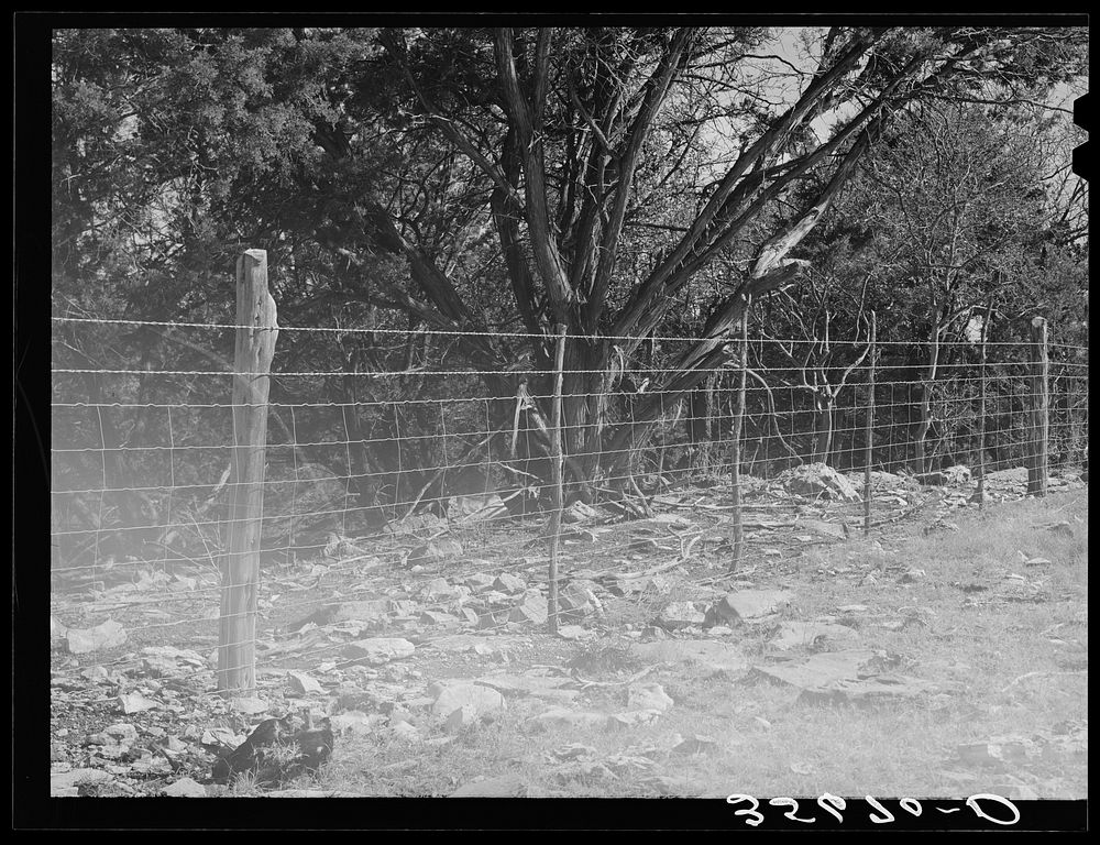 [Untitled photo, possibly related to: Sheep- and goat-proof fence in Kimble County, Texas] by Russell Lee