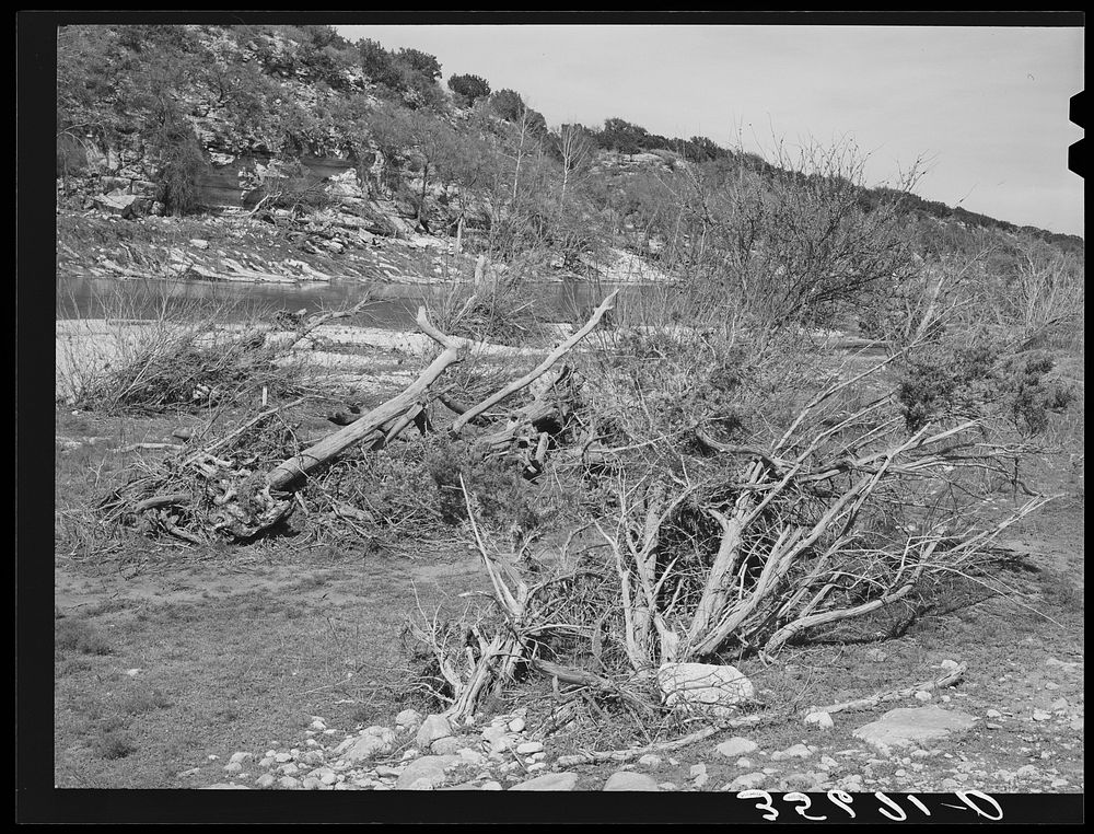 Low trees and driftwood along the banks of the Llano River in Kimble County, Texas. This river is subject to fierce floods…