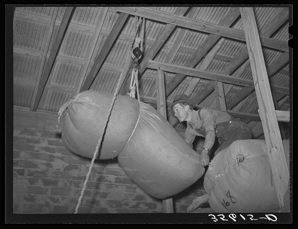 Hoisting a sack of mohair into place for storage at the Kimble County Wool and Mohair Company Warehouse, Junction, Texas by…