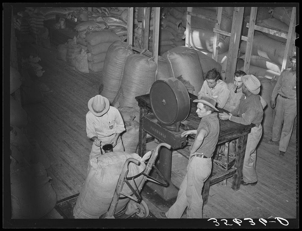 Weighing a sack of mohair at the Kimble County Wool and Mohair Company warehouse, Junction, Texas. These sacks weigh close…
