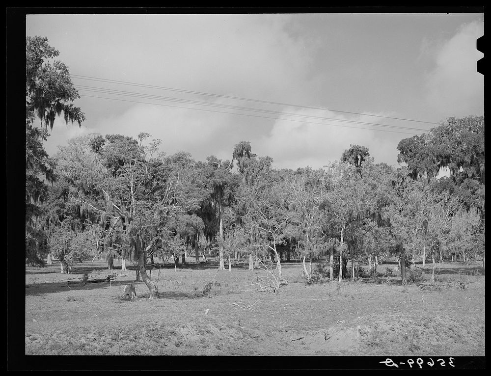 Spanish moss covers some trees Free Photo rawpixel