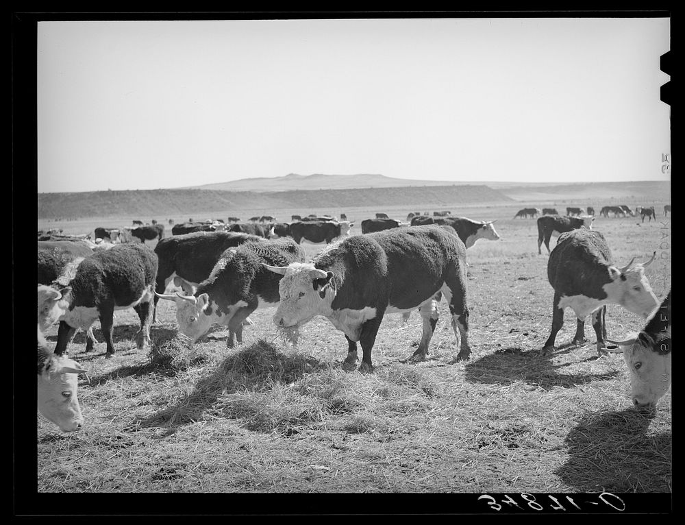 Hereford cattle eating hay grown by flood irrigation methods in the Little Colorado River Valley in Apache County near…
