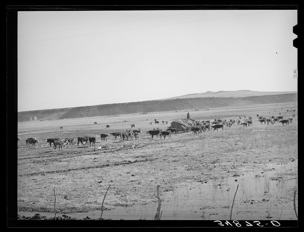 [Untitled photo, possibly related to: Rancher feeding hay which was raised through flood irrigation in the Little Colorado…