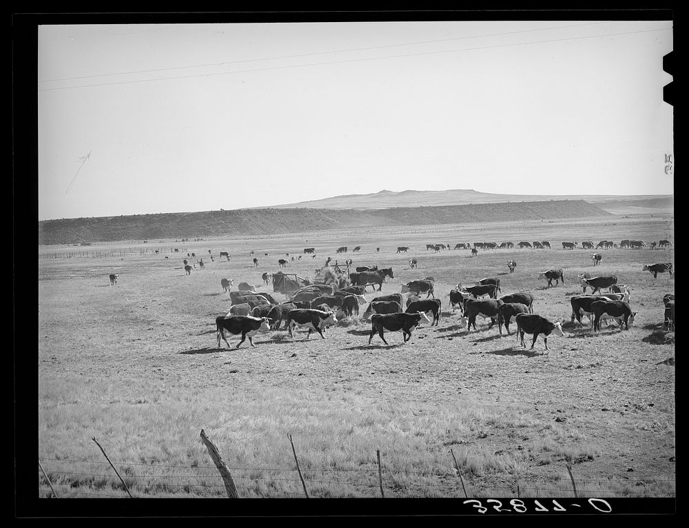 Rancher feeding hay to cattle. Apache County near Springerville, Arizona. Rancher feeding hay which was raised through flood…
