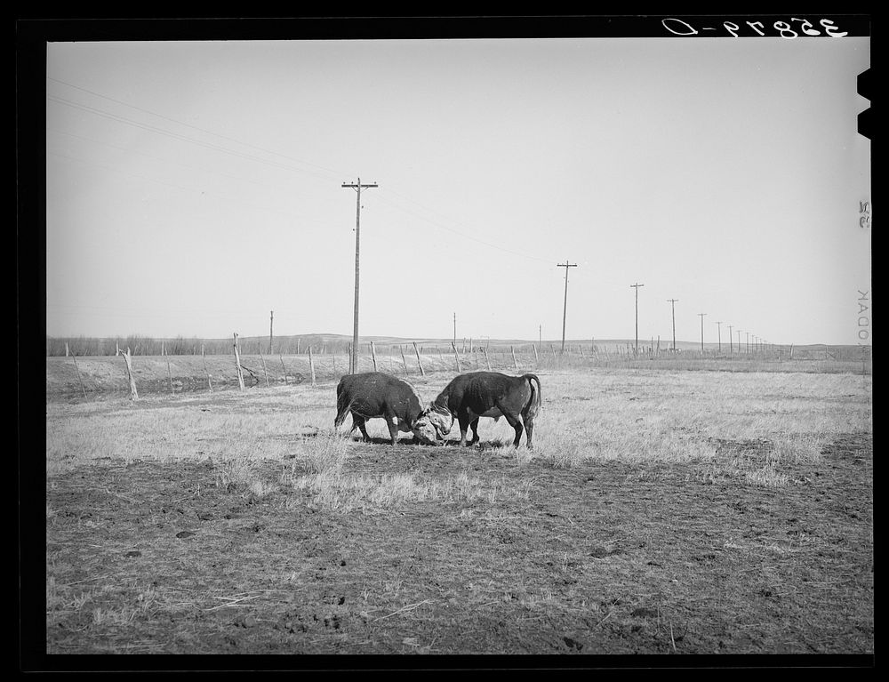 Hereford bulls fighting. Apache County, Arizona by Russell Lee