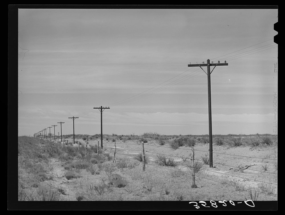 Telephone poles along the highway. Gaines County, Texas by Russell Lee
