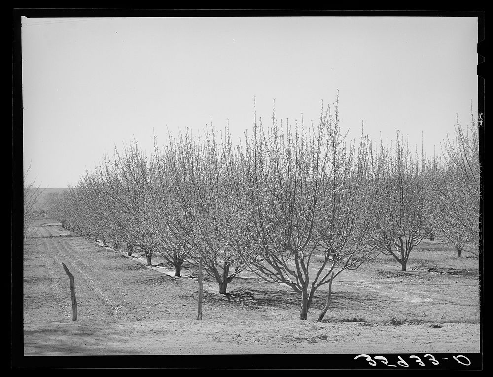 Irrigated orchard. Bernalillo County, New Mexico by Russell Lee